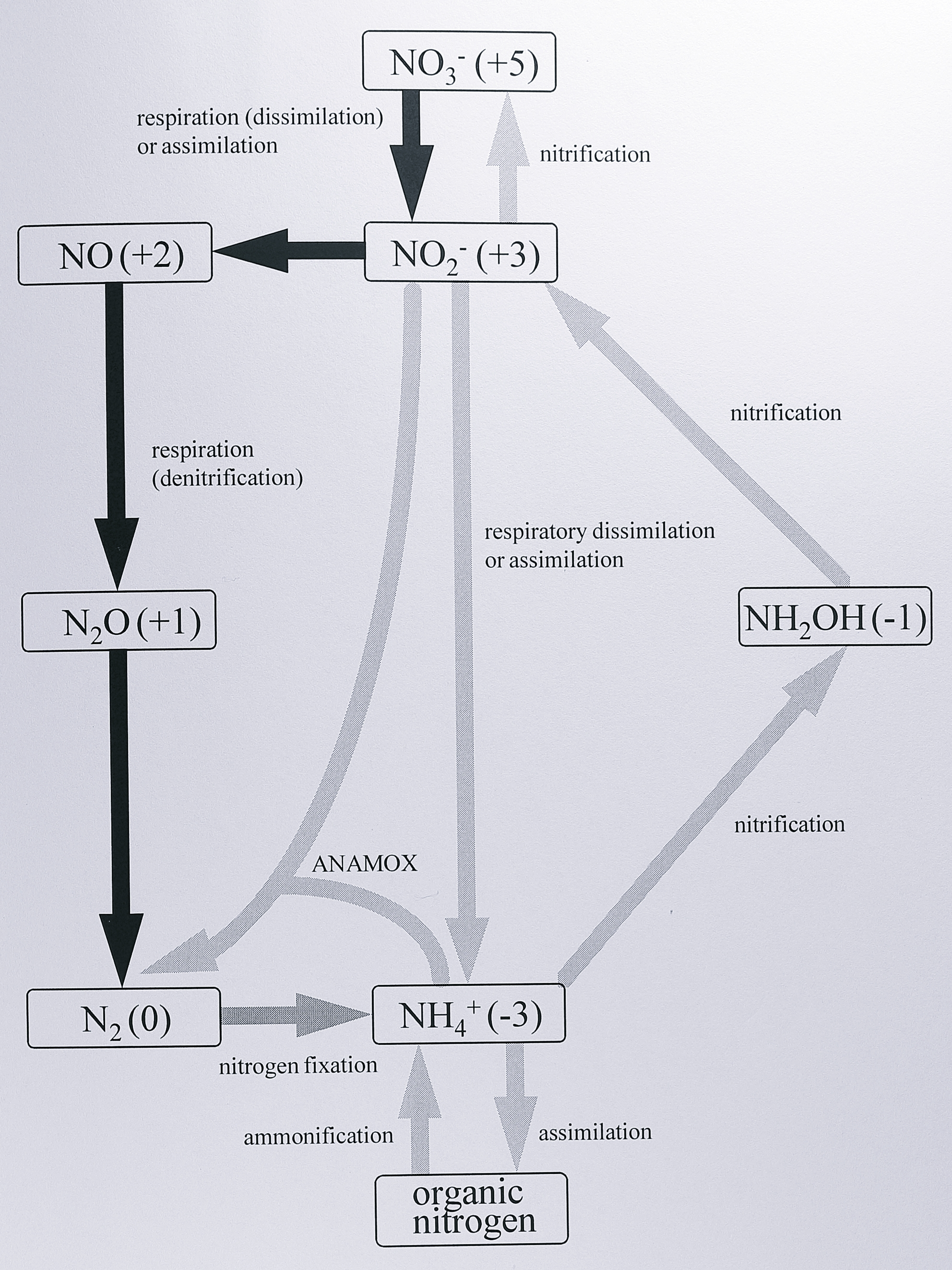 The nitrogen cycle. The oxidation state of nitrogen in each intermediate is given in brackets. Denitrification is shown by black arrows, nitrogen fixation by a dark grey arrow and all other reactions by light grey arrows. Note that nitrification involves two reactions, oxidation of ammonia to nitrite and of nitrite to nitrate, but these have never been found together in the same organism. ANAMOX (anaerobic ammonia oxidation) is a poorly-characterised process in which nitrite and ammonia combine to give water and dinitrogen [@fry_nitrogen_1992].