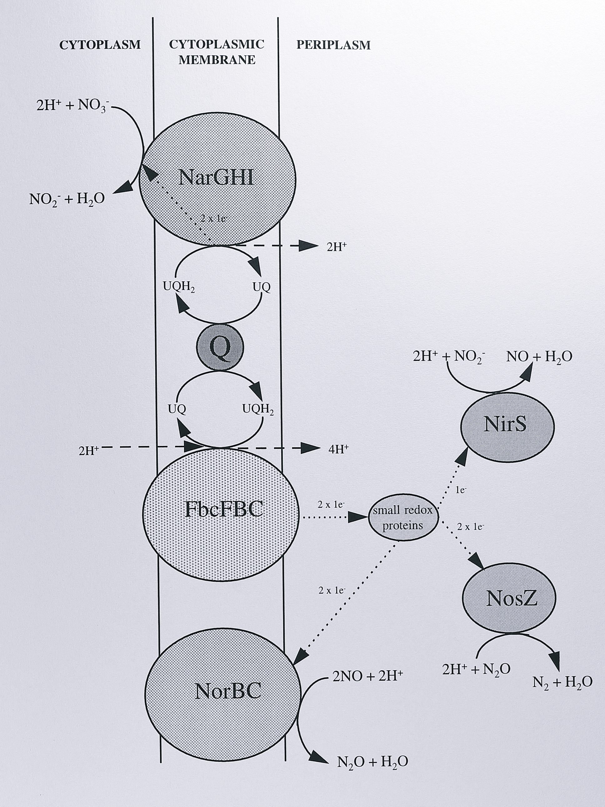 The denitrifying electron transport chain of _Paracoccus denitrificans_. The enzymes shown are: NarGHI, nitrate reductase, FbcFBC, cytochrome _bc_$_1$ complex, NorBC, nitric oxide reductase, NirS, cyochrome _cd_$_1$ nitrite reductase, NosZ, nitrous oxide reductase. 'Q' represents the ubiquinol/ubiquinone pool. Chemical reactions are indicated by solid arrows, proton translocation by dashed arrows and electron transfer by dotted arrows, with the stoichiometry shown in each case. Proton translocation at the cytochrome _bc_$_1$ complex is described by the proton-motive Q-cycle (see text for details). Not shown is the periplasmic nitrate reductase, which is not present during anaerobic denitrifying growth conditions.
