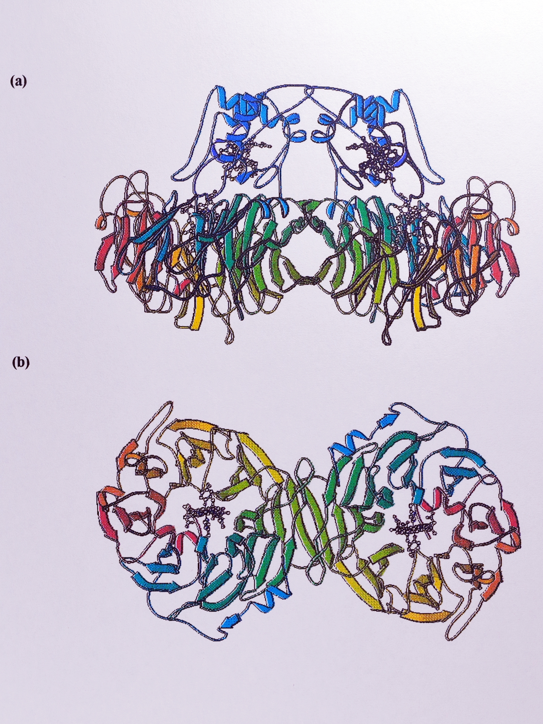 Crystal structure of cytochrome _cd_$_1$ in the oxidised form from _T. pantotropha_. Taken from Fülöp _et al_. (1995) [@fulop_anatomy_1995]. (a) shows the dimeric molecule with the $\alpha$-helical _c_-haem domain at the top and the $\beta$-propeller _d_$_1$ haem domain below. (b) shows the _d_$_1$ haem domains of each subunit from below, clearly illustrating how the eight-fold $\beta$-propeller structure forms a channel to bind the _d_$_1$ haem. The chain of each subunit is coloured from blue (N-terminus) to red (C-terminus).