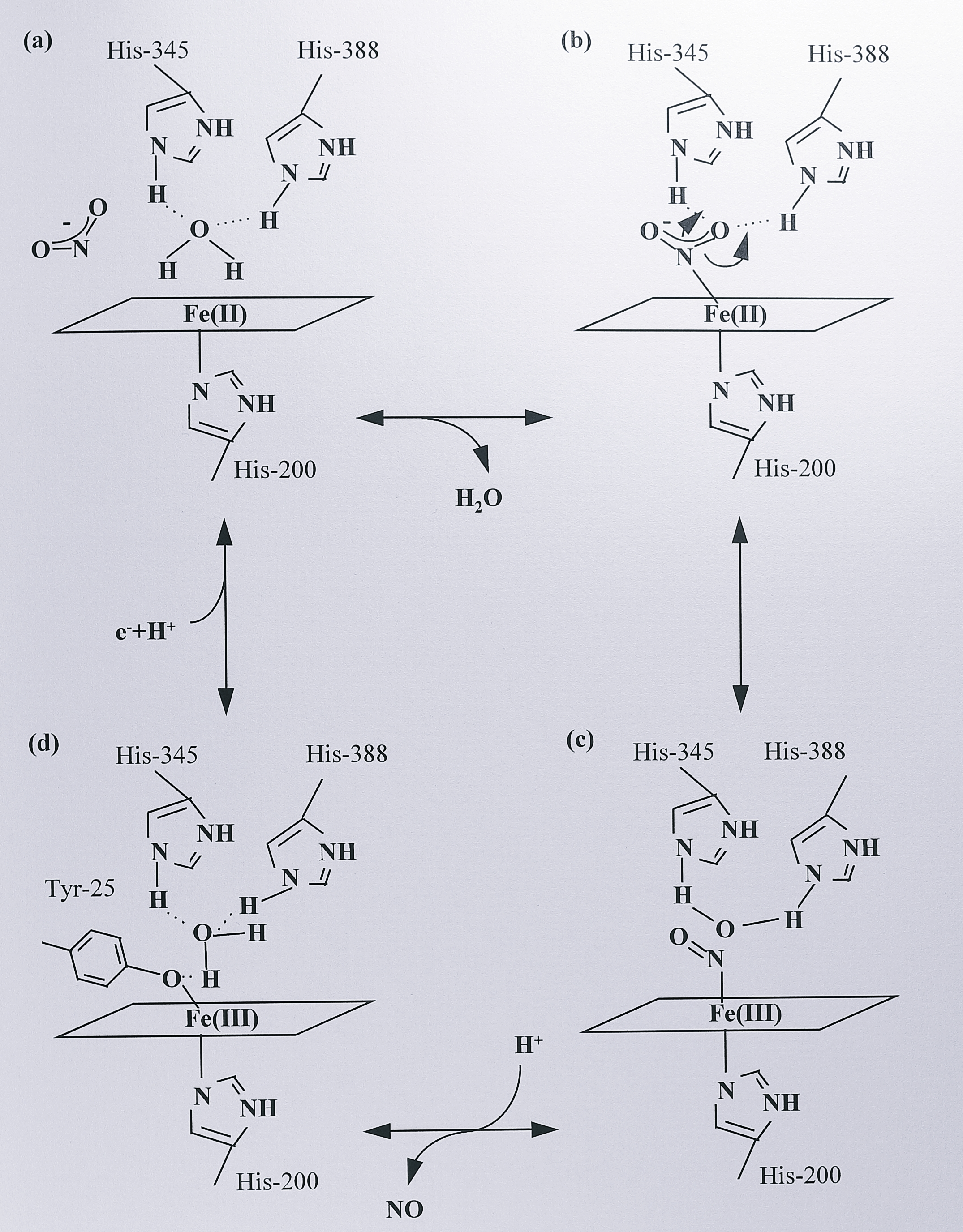 Proposed mechanism for nitrite reduction by cytochrome _cd_$_1$ from _Thiosphaera pantotropha_ (Fülöp _et al_., 1995 [@fulop_anatomy_1995]). (a) Nitrite binds at the reduced _d_$_1$ haem which is pentacoordinate, displacing a water molecule. (b) His-345 and His-388 act as proton donors, allowing the abstraction of an oxygen atom from bound nitrite. (c) This leaves nitric oxide bound at the oxidised _d_$_1$ haem. (d) Bound NO is then displaced by replacement with Tyr-25. The _d_$_1$ haem is re-reduced by an electron from the _c_-haem, displacing Tyr-25 and allowing the cycle to begin again.