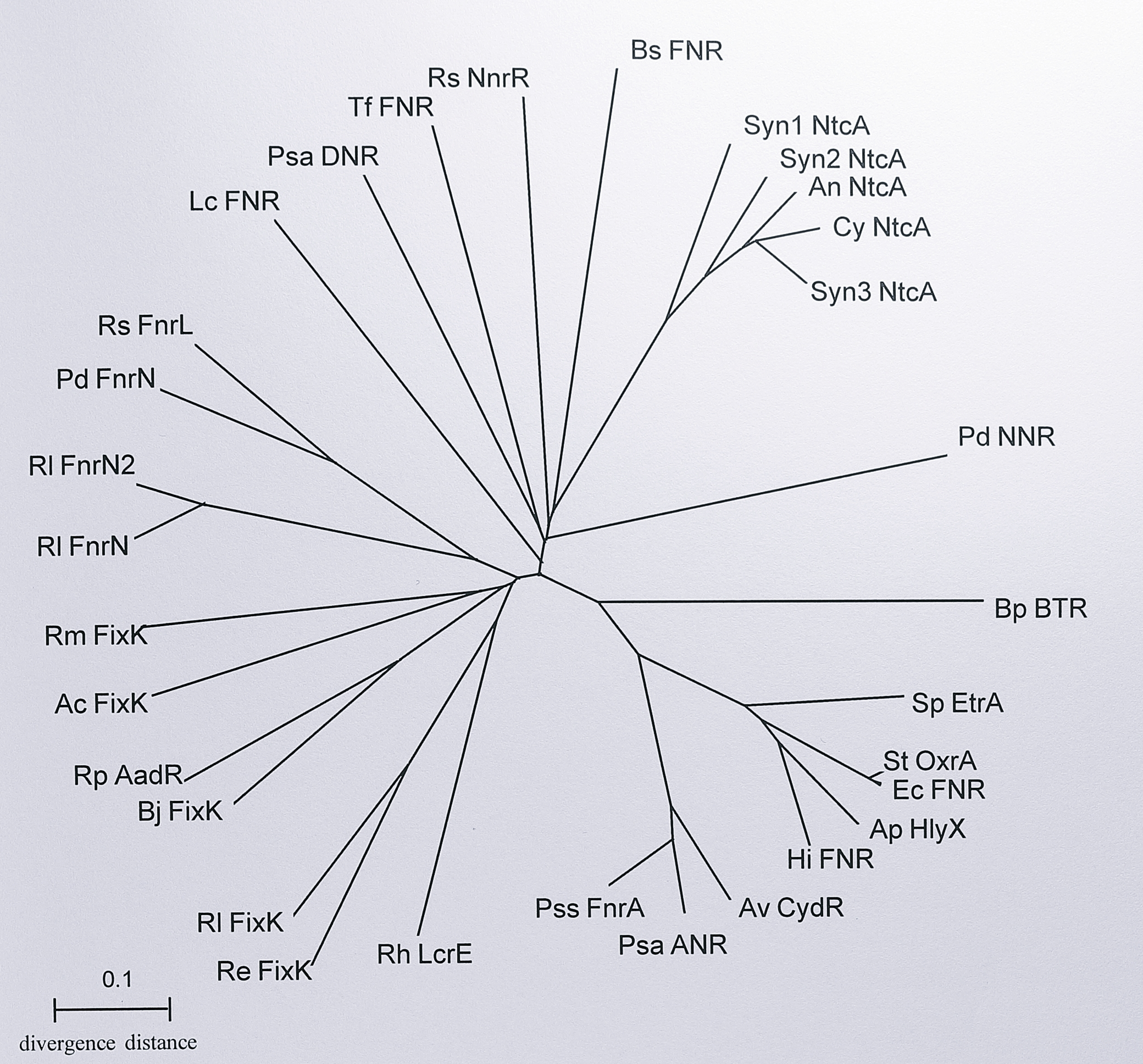 Unrooted phylogenetic tree of the FNR family of transcriptional activator proteins. Protein sequences that showed a high similarity to the FNR protein from _E. coli_ were retrieved from the GenBank database and aligned using the program Clustal W (Thompson _et al_. 1994 [@thompson_clustal_1994]). The phylogenetic tree was constructed by the method of neighbour-joining (Saitou and Nei, 1987 [@saitou_neighbor-joining_1987]) and analysed by bootstrapping (Felsenstein, 1985 [@felsenstein_confidence_1985]) using 1000 trials. The final tree was displayed using the program Treeview (Page, 1996 [@page_treeview_1996]). More details of these methods are given in Chapter 3. The tree shows that the FNR family falls into three main groups (van Spanning _et al_., 1997 [@van_spanning_fnrp_1997]): (A) the FNR subgroup, (B) the FixK subgroup and (C) the NNR subgroup. The FixK subgroup can be subdivided further into two groups, depending on the presence of an N-terminal cysteine cluster (van Spanning _et al_., 1997 [@van_spanning_fnrp_1997]). The NtcA proteins (Frías _et al_. 1993 [@frias_general_1993]) also cluster together within the NNR subgroup. Abbreviations: Syn1, _Synechococcus_ sp. WH7803, Psa, _Pseudomonas aeruginosa_, Ec, _Escherichia coli_, Sp, _Shewanella putrefaciens_, Bp, _Bordetella pertussis_, Av, _Azotobacter vinelandii_, Rh, _Rhizobium_ sp. IC3342, Ap, _Actinobacillus pleuropneumoniae_, Bj, _Bradyrhizobium japonicum_, Rp, _Rhodopseudomonas palustris_, Pd, _Paracoccus denitrificans_, St, _Salmonella typhimurium_, Rl, _Rhizobium leguminosarum_, Hi, _Haemophilus influenzae_, Rs, _Rhodobacter sphaeroides_, Tf, _Thiobacillus ferrooxidans_, Re, _Rhizobium etli_, Cy, _Cyanothece_ sp. ATCC 51142, Ac, _Azorhizobium caulinodans_, Syn2, _Synechococcus_ sp. PCC 7942, Syn3, _Synechocystis_ sp. PCC 6803, An, _Anabaena_ sp. PCC 7120, Rm, _Rhizobium meliloti_, Pss, _Pseudomonas stutzeri_ Zobell, Bs, _Bacillus subtilis_.