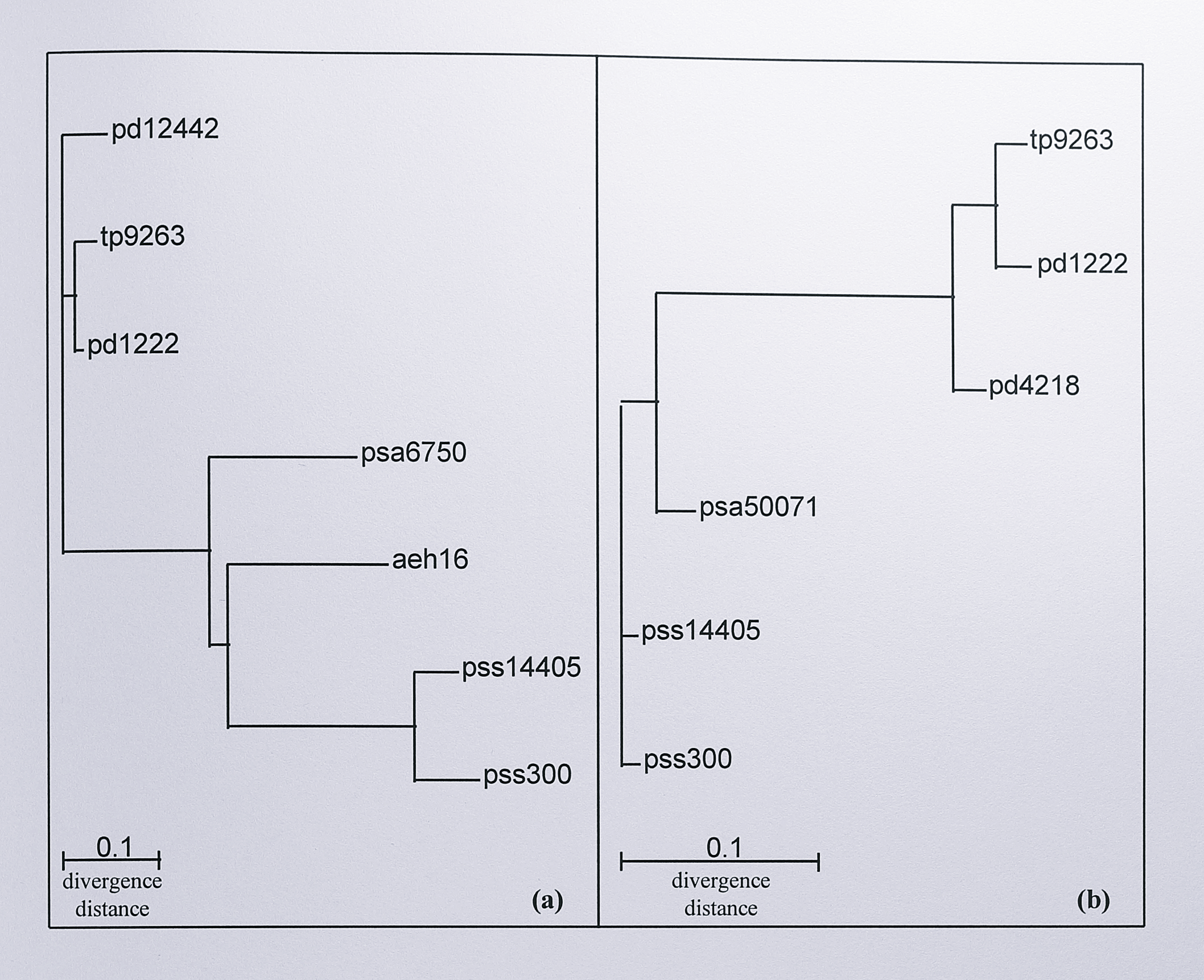 Phylogenetic tree of cytochrome _cd_$_1$ sequences compared with a phylogenetic tree of 16S rRNA sequences from the same organisms. (a) The sequences were aligned using the ClustalW program and the tree was calculated using the neighbour-joining method of Saitou and Nei [@saitou_neighbor-joining_1987]. The tree was then analysed using the method of bootstrapping, with 1000 trials and visualised with the program TreeView. Sequence abbreviations are as in Table 3.3. (b) The 16S rRNA tree was calculated in the same way as for the cytochromes _cd_$_1$, except that gaps were ignored due to the partial nature of the _T. pantotropha_ LMD 92.63 and _P. denitrificans_ PD1222 sequences (obtained from Dr. D.J. Richardson, University of East Anglia). Complete 16S rRNA gene sequences for _Ps. stutzeri_ ATCC 14405, _Ps. stutzeri_ JM300, _Ps. aeruginosa_ DSM 50071 (Psa50071) and _P. denitrificans_ LMG 4218 (Pd4218) were taken from the GenBank database.