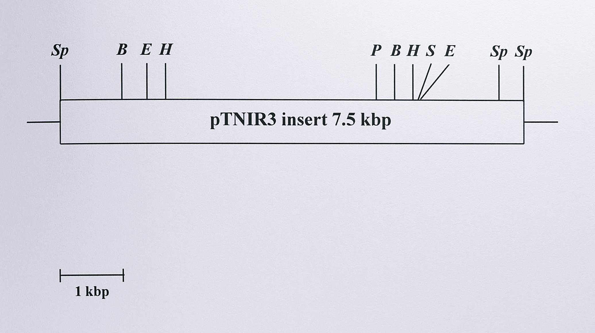 Physical map of the plasmid pTNIR3 produced using six restriction enzymes. Plasmid pTNIR3, containing the _nirS_ gene from _T. pantotropha_, was obtained from Thon de Boer, Vrije Universiteit, Amsterdam. It consists of a 7.5 kbp _SphI_ fragment of genomic DNA cloned in pGEM7zf (+). The plasmid was digested with 6 enzymes, both singly and in combination, and the fragments sized by agarose gel electrophoresis to generate the map. Enzyme abbreviations: Sp, _SphI_; B, _BamHI_; E, _EcoRI_; H, _HindIII_; P, _PstI_; S, _SalI_