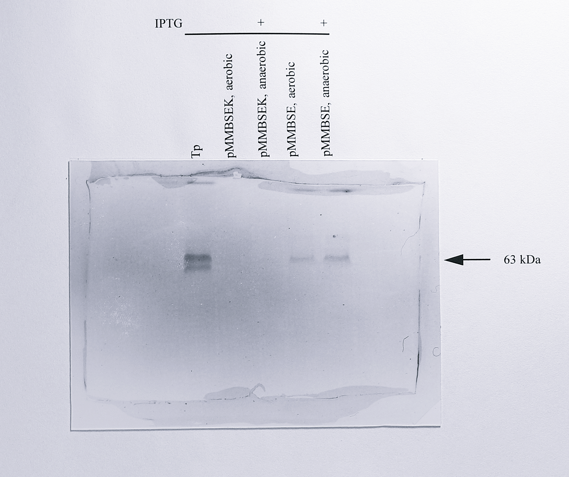 Comparison of the _c_-type cytochrome content of _E. coli_ [pMMBSE] grown under aerobic or anaerobic conditions. 100 $\mu$g of protein from the soluble extracts indicated was separated by electrophoresis on an 8% SDS-PAGE gel and stained for the presence of covalently-attached haem using tetramethylbenzidine and H$_2$O$_2$, as described in Materials and Methods. The lane labelled Tp contained 5 $\mu$g of purified cytochrome _cd_$_1$ for comparison.