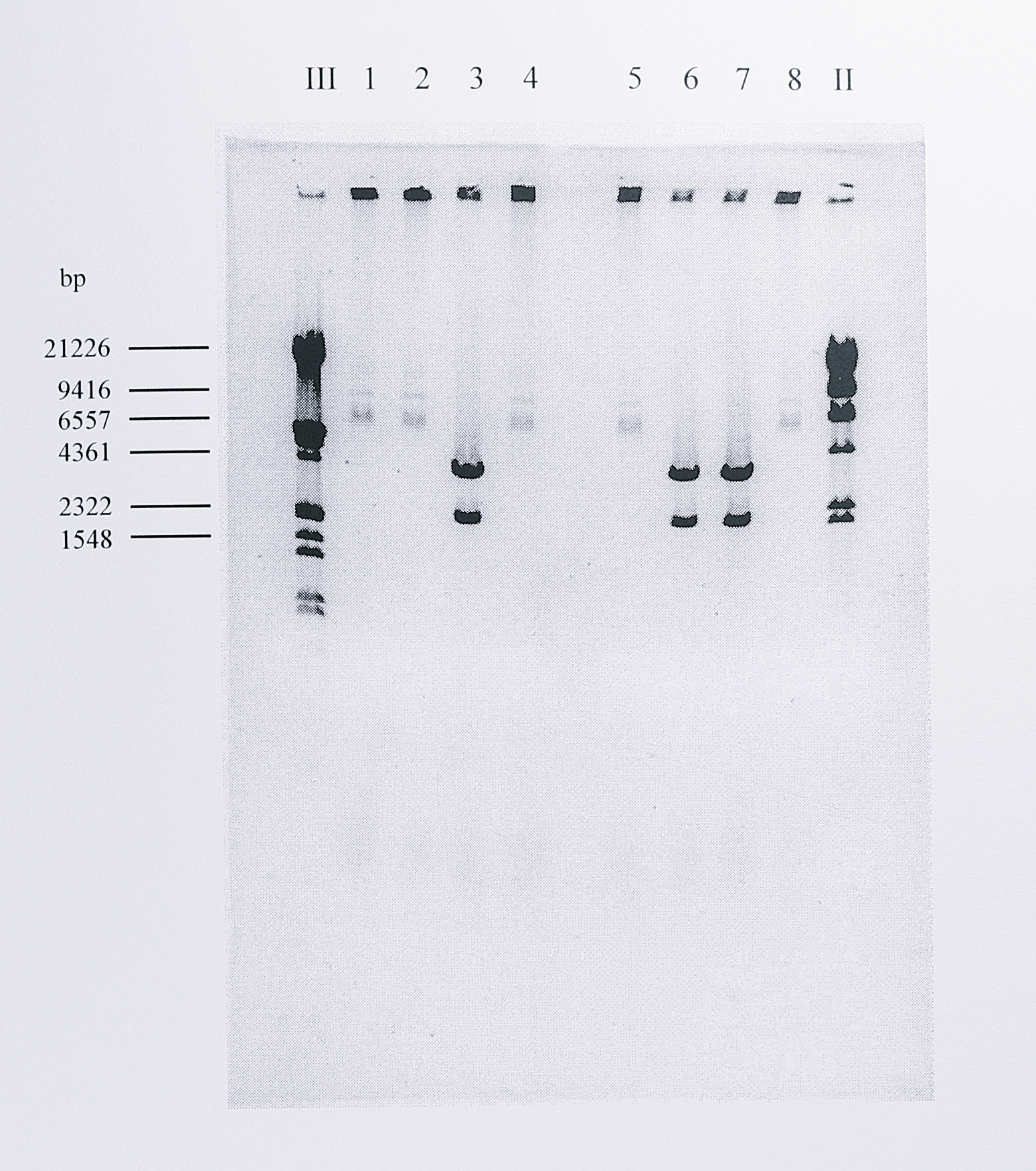 Restriction digests illustrating the problem of vector carryover during cloning of the _T. pantotropha_ _nirS_ gene into pMMB67EH. A 2.4 kbp _PstI-SphI_ fragment of pBNIR was isolated and used in a ligation reaction with pMMB67EH, also digested with _PstI-SphI_. _E. coli_ JM83 was then transformed with the ligation mix and ampicillin resistant clones screened for the presence of the desired plasmid by restriction digests using _PstI_ plus _SphI_ and electrophoresis on a 0.8% agarose gel. However, in this case, all the plasmids recovered are either the original pBNIR plasmid (lanes 3, 6 and 7) or the pMMB67EH plasmid (lanes 1, 2, 4, 5 and 8) that has re-ligated due to incomplete digestion. Solutions to the problem are described in the text. The gel is displayed as a negative image to show faint bands more clearly. Lanes labelled III and II contain DNA size standards, the sizes of some of which are indicated at the left of the gel.