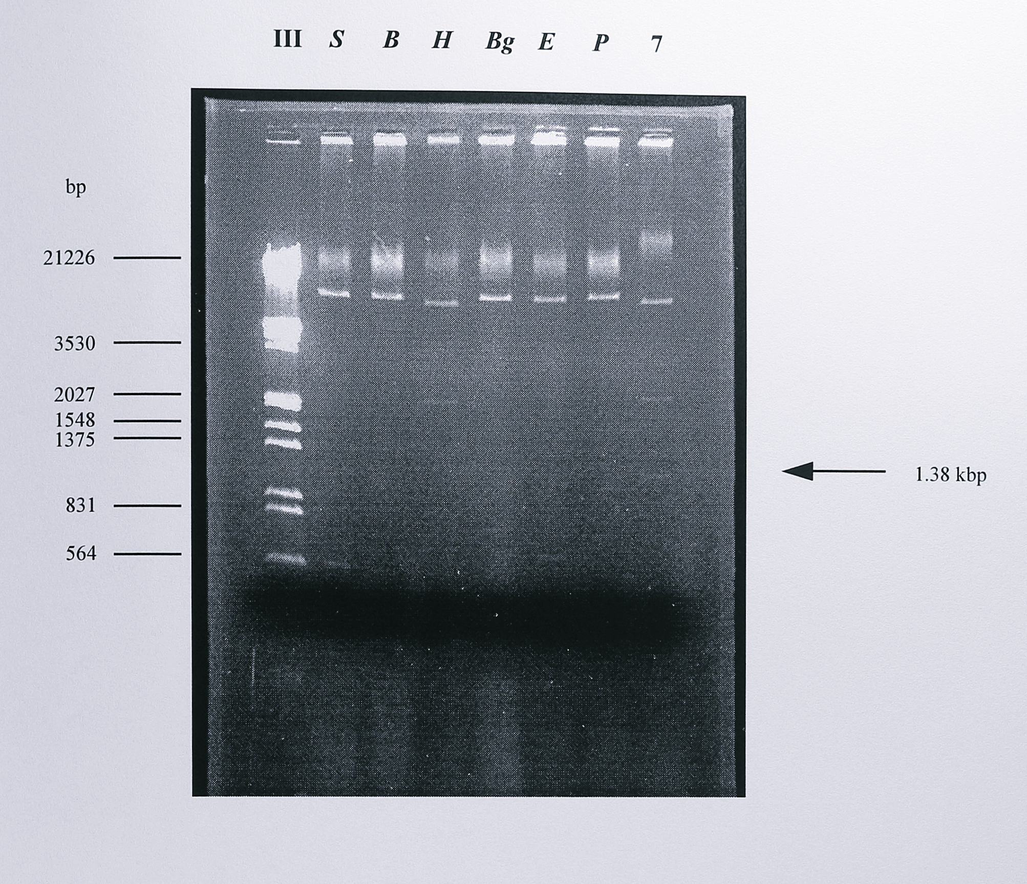 Restriction digest analysis of the plasmids pMMBSE and pMMBSEK. Digests of pMMBSE were performed using _SalI_ (S), _BamHI_ (B), _HindIII_ (H), _BglII_ (Bg), _EcoRI_ (E) and _PstI_ (P) and the fragments were separated by electrophoresis on a 0.8% agarose gel. The fragments shown above are of the expected sizes from the 2.4 kbp fragment of pBNIR, containing the _nirS_ gene, in pMMB67EH. Lane 7 contains a _HindIII_ digest of the plasmid pMMBSEK. This clearly shows an extra fragment of 1.38 kbp from pMMBSEK, which arises due to an extra _HindIII_ site in the centre of the kanamycin cassette. The lane labelled III contains DNA size markers, the sizes of some of which are indicated at the left of the gel.