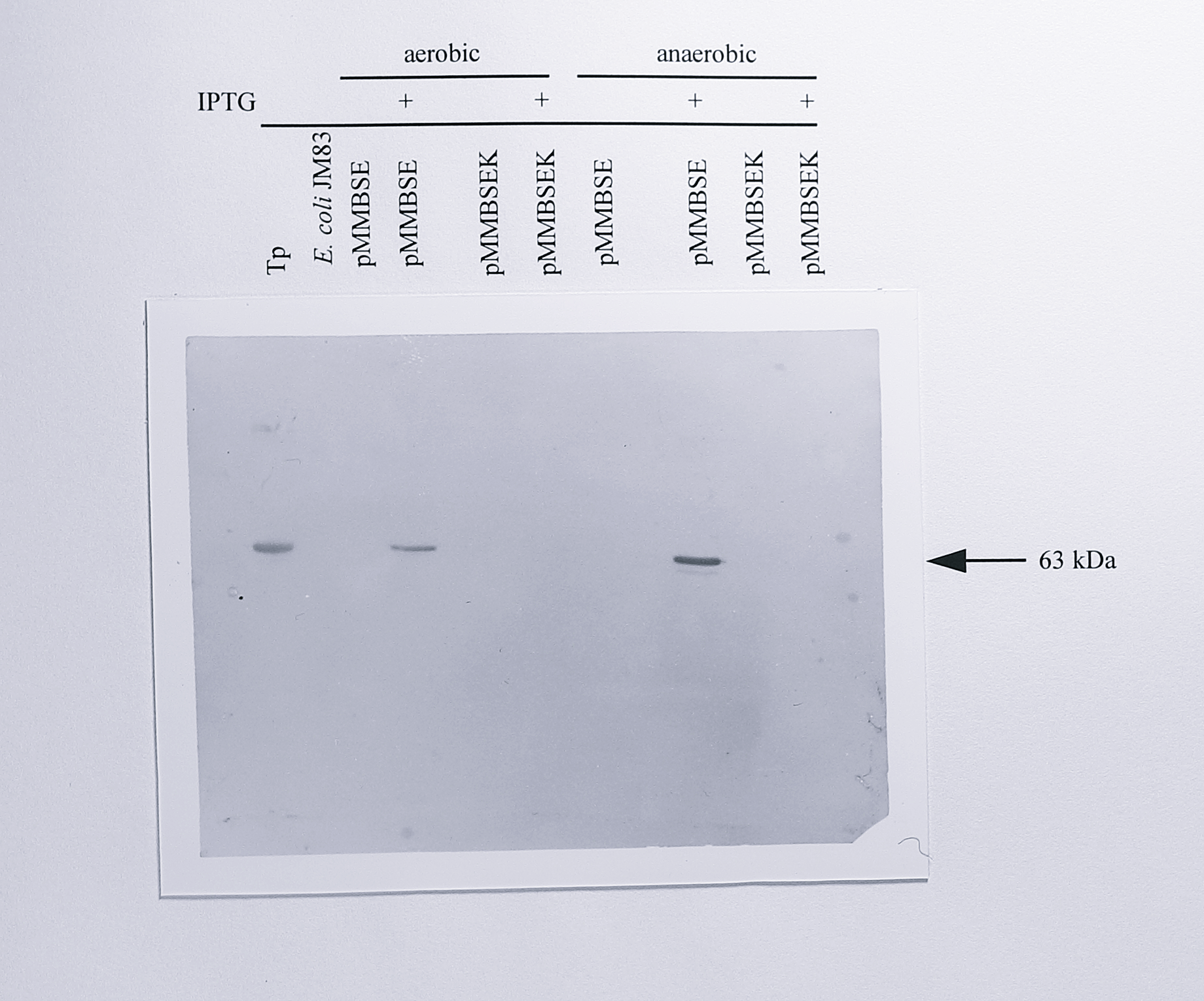 Western blot of protein samples from _E. coli_ JM83, _E. coli_ [pMMB67EH], E. coli [pMMBSEK] and _E. coli_ [pMMBSE], probed using antibody to cytochrome _cd_$_1$. 40 $\mu$g of protein from the cultures indicated above the lanes was separated by electrophoresis on an 8% SDS-PAGE gel and transferred to nitrocellulose by semi-dry electroblotting. The membrane was then probed a cytochrome _cd_$_1$ antibody, detected colorimetrically with a secondary antibody coupled to alkaline phosphatase, as detailed in Materials and Methods. The lane labelled Tp contained 20 $\mu$g of protein from a soluble extract of wild-type _T. pantotropha_ grown anaerobically with nitrate.