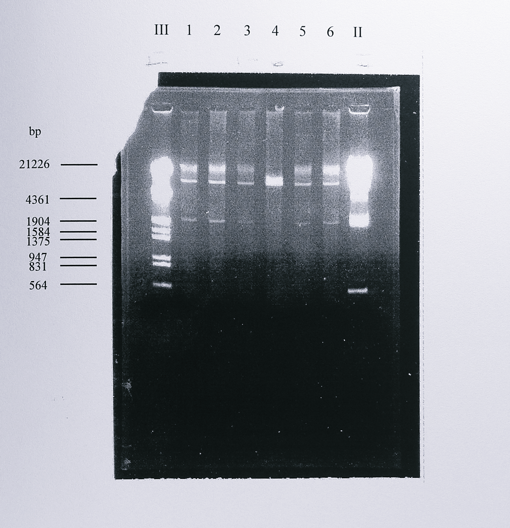 Re-isolation of intact plasmid pMMBSE from _Ps. aeruginosa_ PAO1. Plasmid pMMBSE was introduced into _Ps. aeruginosa_ PAO1 by conjugal transfer from _E. coli_ S17-1. Following selection, the plasmid was isolated using the Promega Wizard miniprep kit and digested with _HindIII_. The fragments were separated by electrophoresis on a 0.8% agarose gel. This digest produces two fragments of approximately 9.3 and 1.9 kbp, seen clearly in lanes 1-3, 5 and 6. Lanes III and II contain DNA size standards, the sizes of some of which are indicated at the left of the gel.