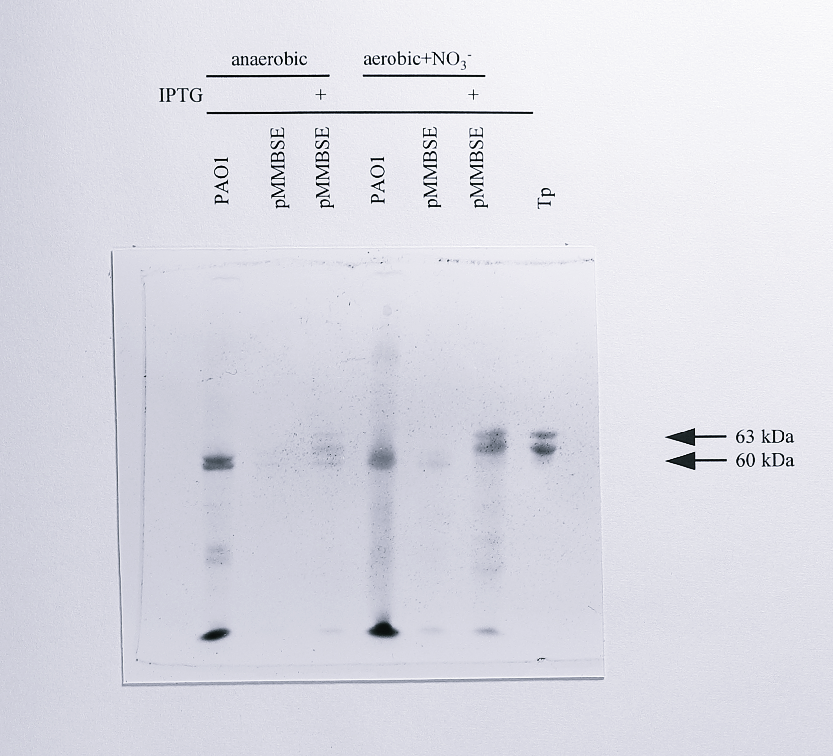 Comparison of the _c_-type cytochrome content of _Ps. aeruginosa_ with that of _Ps. aeruginosa_ [pMMBSE] under different growth conditions. 100 $\mu$g of protein from the cultures indicated was loaded in each lane and separated by SDS-PAGE in a 6% acrylamide gel. The gel was stained for covalently-attached haem as described in Materials and Methods. Lane Tp contained 5 $\mu$g of purified cytochrome _cd_$_1$ from _T. pantotropha_.