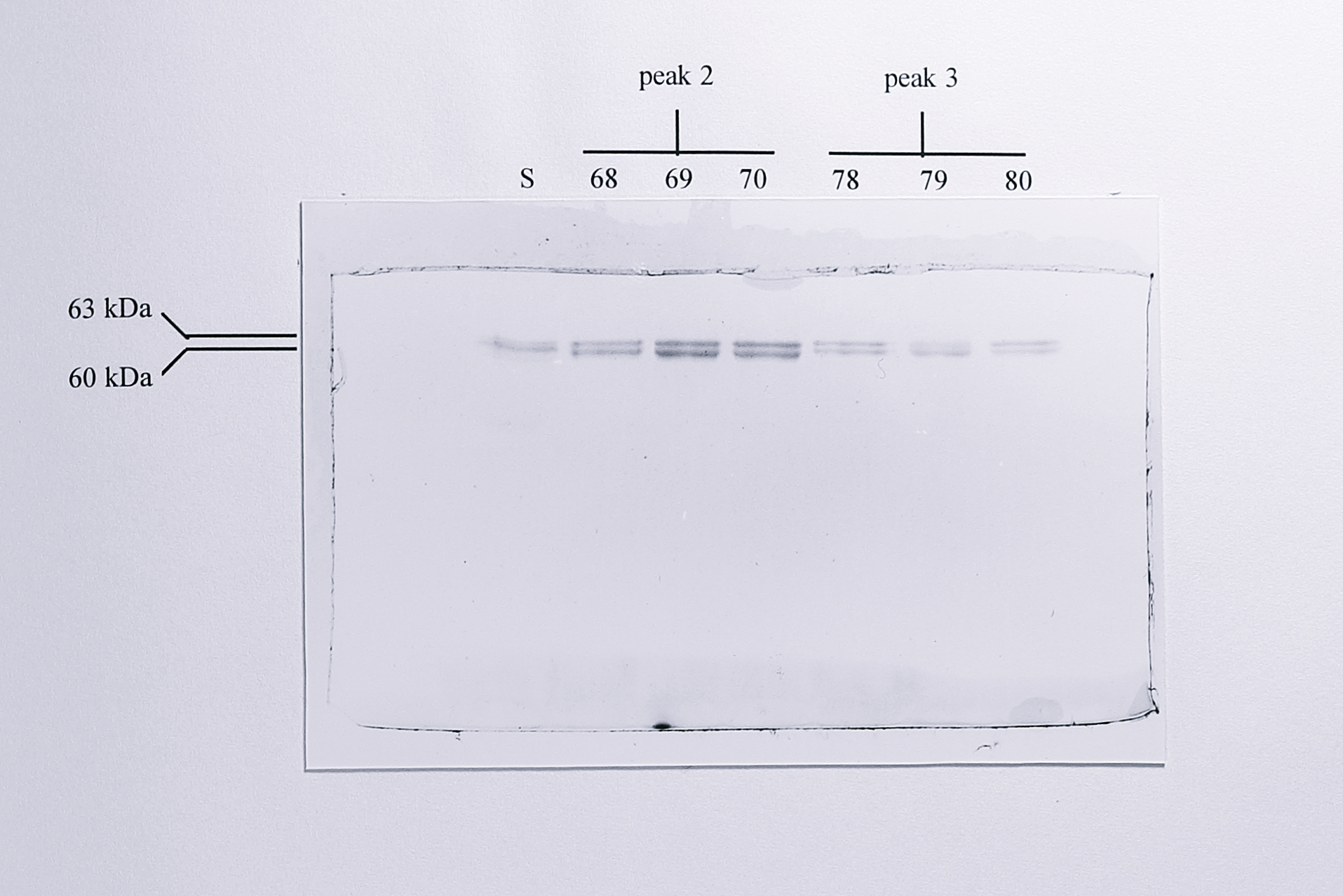 Analysis of the _c_-type cytochrome content in the elution profile of soluble extract from _Ps. aeruginosa_ [pMMBSE] following ion exchange chromatography. 15 $\mu$l of each fraction was loaded in each lane and separated by SDS-PAGE in an 8% acrylamide gel. Lanes are numbered according to the fraction loaded and the peak from which the fractions were taken is indicated. Lane S contained 100 $\mu$g of total soluble extract from _Ps. aeruginosa_ [pMMBSE] grown anaerobically and induced with 1 mM IPTG. In lane S the endogenous (60 kDa) and recombinant (63 kDa) cytochrome _cd_$_1$ are indicated.