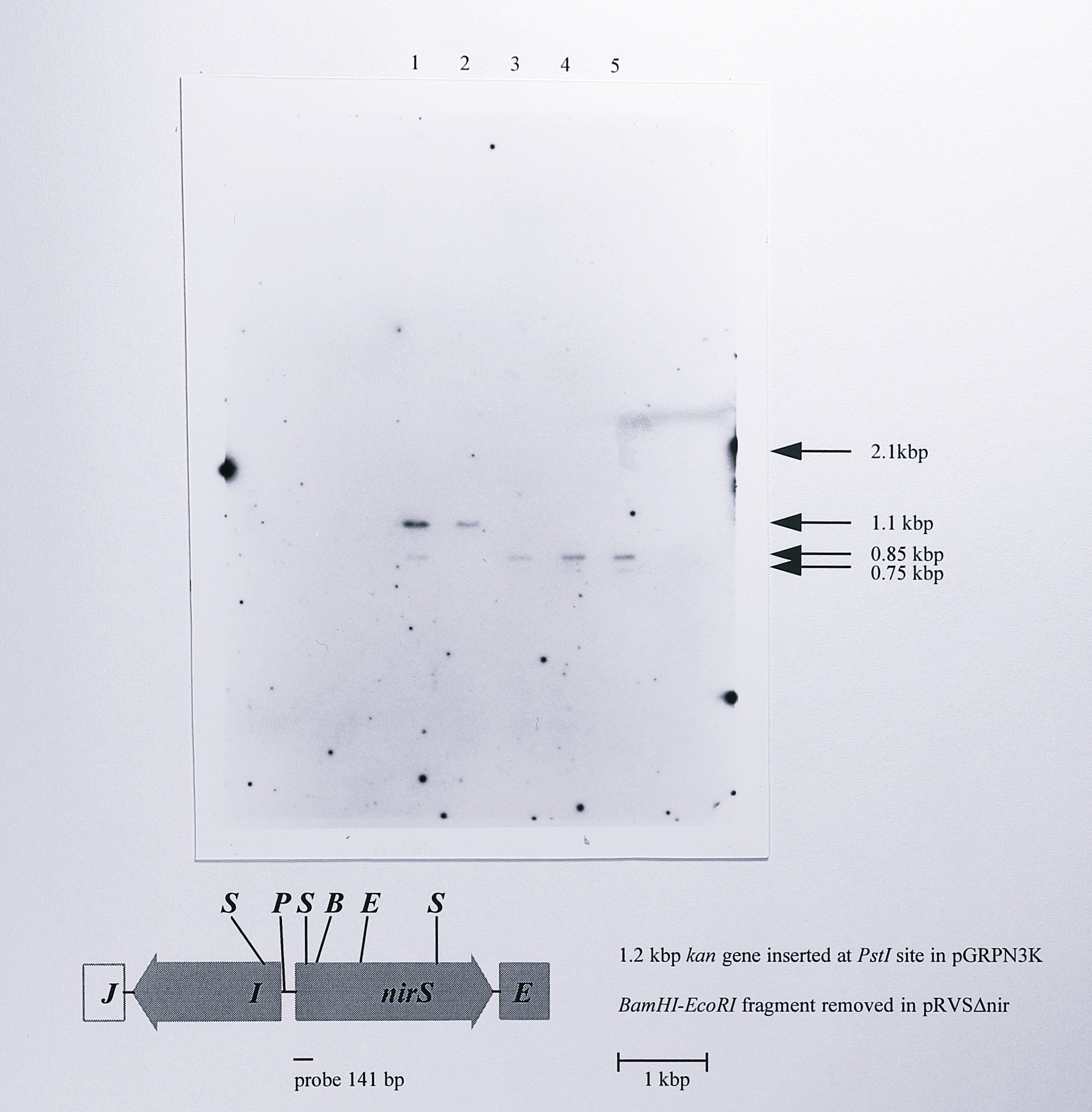 Southern blot of genomic DNA from wild-type _T. pantotropha_, _T. pantotropha_ K7 and the _nirS_ deletion mutants $\Delta5$, $\Delta7$ and $\Delta8$ using a _nirS_-derived probe. Genomic DNA was digested using _StyI_ and probed using a 141 bp PCR product derived from the _nirS_ gene using the primers nirSF and 228R (Table 3.1, Chapter 3), labelled with digoxigenin-alkaline phosphatase conjugate. The map below the blot indicates the _StyI_ sites in the 4.2 kbp _NotI_ fragment in which the deletion was made to give pRVS$\Delta$nir. All of the expected fragments are visible on the blot except for the 2.1 kbp fragment in the insertion mutant strain; the larger size of this fragment and the small degree of overlap of the probe resulted in a very weak hybridisation that was barely visible on the original blot and cannot be seen on the photograph. The position of the 2.1 kbp fragment is indicated at the right of the gel, along with the other fragments. Lanes: 1, _T. pantotropha_ wild-type, 2, _T. pantotropha_ K7, 3-5, _T. pantotropha_ $\Delta5$, $\Delta7$ and $\Delta8$. Enzymes: S, _StyI_, P, _PstI_, B, _BamHI_, E, _EcoRI_