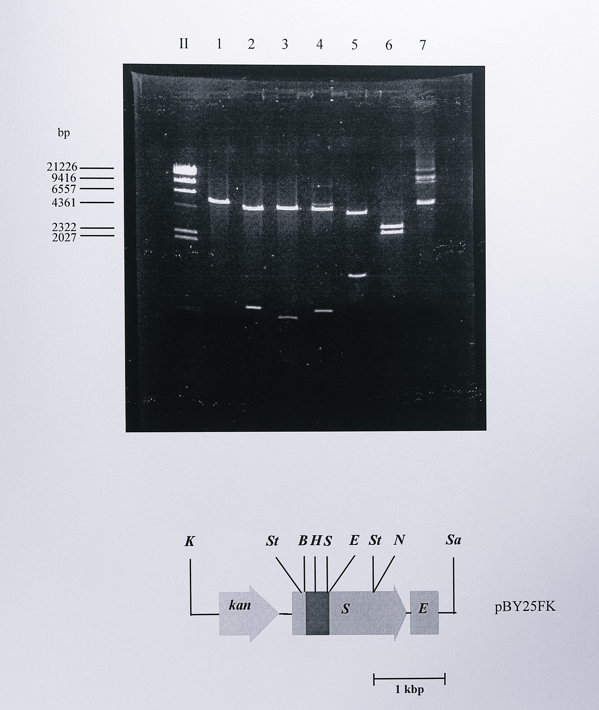 Restriction digest analysis of plasmid pBY25FK. Following ligation and transformation, plasmid DNA was isolated from the transformed cells and digested using _BamHI_ (lane 1), _EcoRI_ (lane 2), _HindIII_ (lane 3), _SalI_ (lane 4), _StyI_ (lane 5), _KpnI_ - _SacI_ (lane 6) and _NruI_ (lane 7). Plasmid pBY25F from which pBY25FK was derived had previously been screened for the presence of the mutagenic _MluI_ site. The pBluescript (II) vector contained one additional site for _EcoRI_, _HindIII_ and _SalI_. Analysis of the digests showed that the construct was correct as shown in the diagram below the gel. Enzymes: B, _BamHI_, E, _EcoRI_, H, _HindIII_, K, _KpnI_, N, _NruI_, S, _SalI_, Sa, _SacI_, St, _StyI_. The lane labelled II contained DNA size standards, some of which are indicated at the left of the gel.