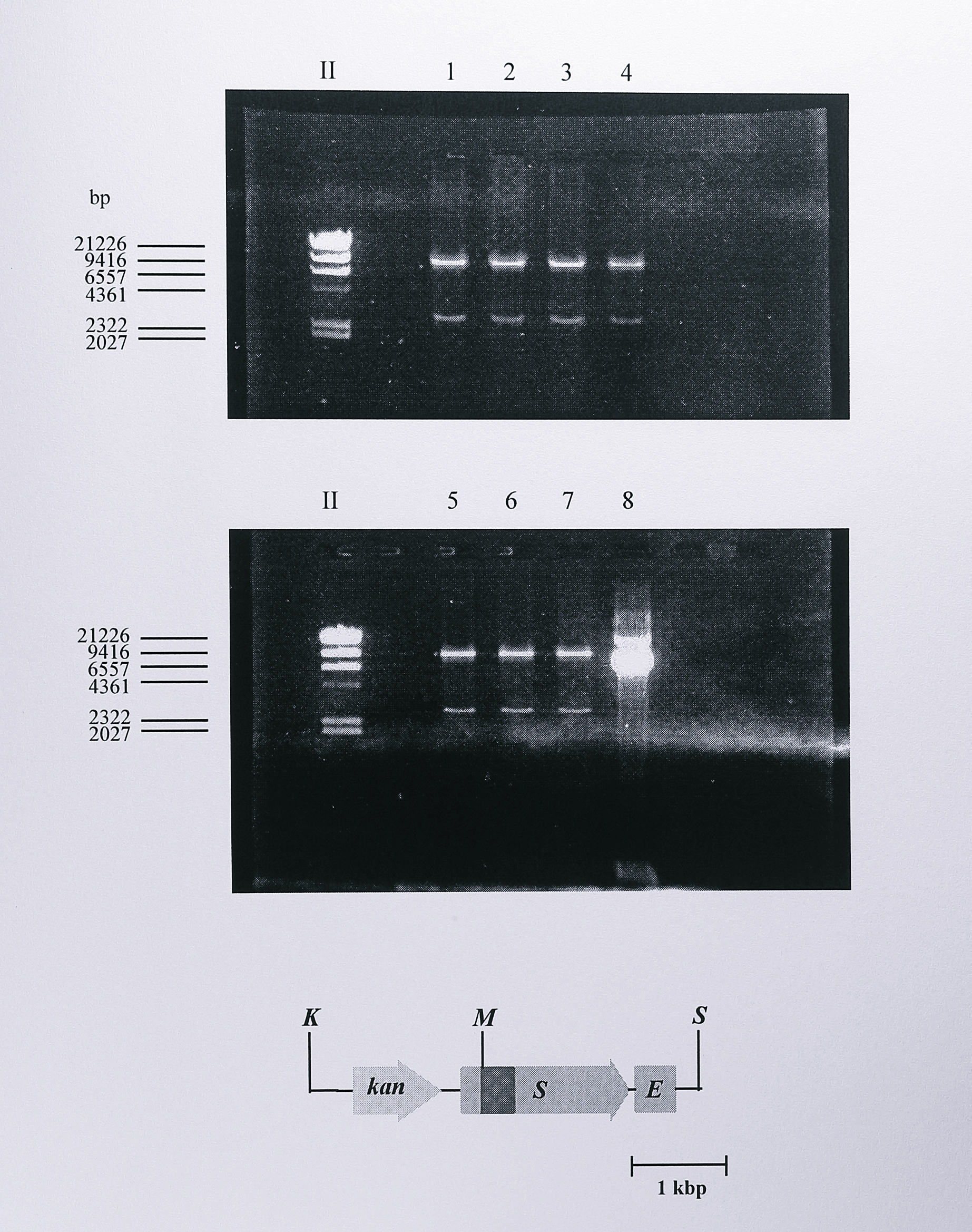 Restriction digest analysis of plasmid pMMBY25F using _MluI_. Following ligation and transformation, plasmid DNA was isolated from the transformed cells and digested using _MluI_ to check for the presence of the Y25F mutation in the _nirS_ gene. Plasmid pMMB67EH into which the _KpnI_ - _SacI_ insert from pBY25FK was cloned contains a single _MluI_ site, so this digest generated two fragments of approximate sizes 10.3 and 2.8 kbp, seen in lanes 1-7. Enzymes: K, _KpnI_, M, _MluI_, S, _SacI_. The lane labelled II contains DNA size standards, some of which are indicated at the left of the gel.