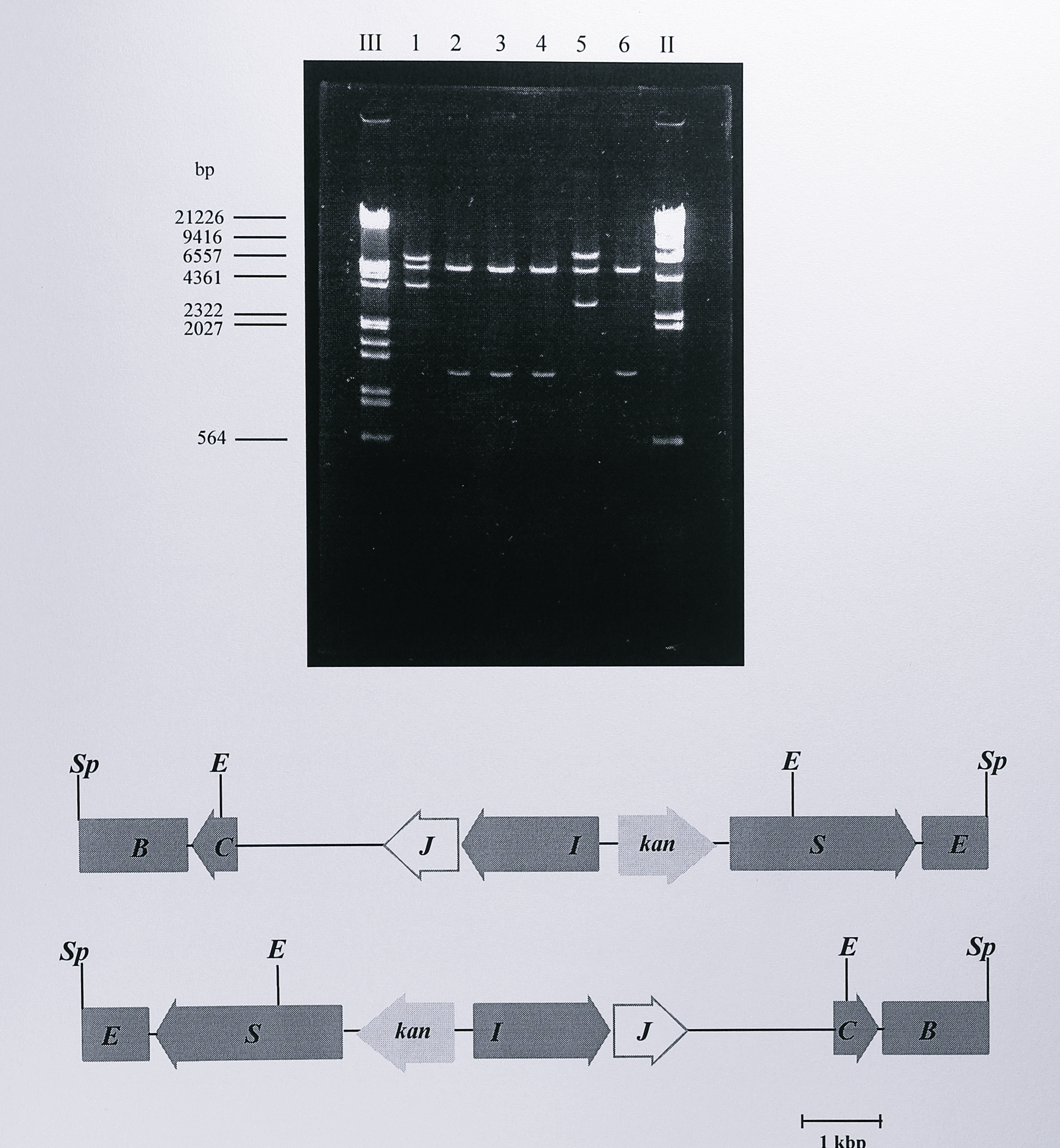 Restriction digest analysis of plasmid pGRPN3K. Following ligation and transformation, plasmid DNA was isolated from the transformed cells and digested using _EcoRI_ (lanes 1-6), the DNA fragments were separated by electrophoresis on a 0.8% agarose gel. The possible orientations of the _SphI_ insert from pTNIR3K are shown below the gel. Two _EcoRI_ sites in the insert and a third site in the vector produce three fragments of approximate sizes 6.3, 5.6 and 3.6 kbp (first orientation) or 7.0, 5.6 and 2.9 Kbp (second orientation). These are seen in lanes 1 and 5 respectively. Enzymes: E, _EcoRI_, Sp, _SphI_. Lanes labelled III and II contain DNA size standards, the sizes of some of which are indicated to the left of the gel.