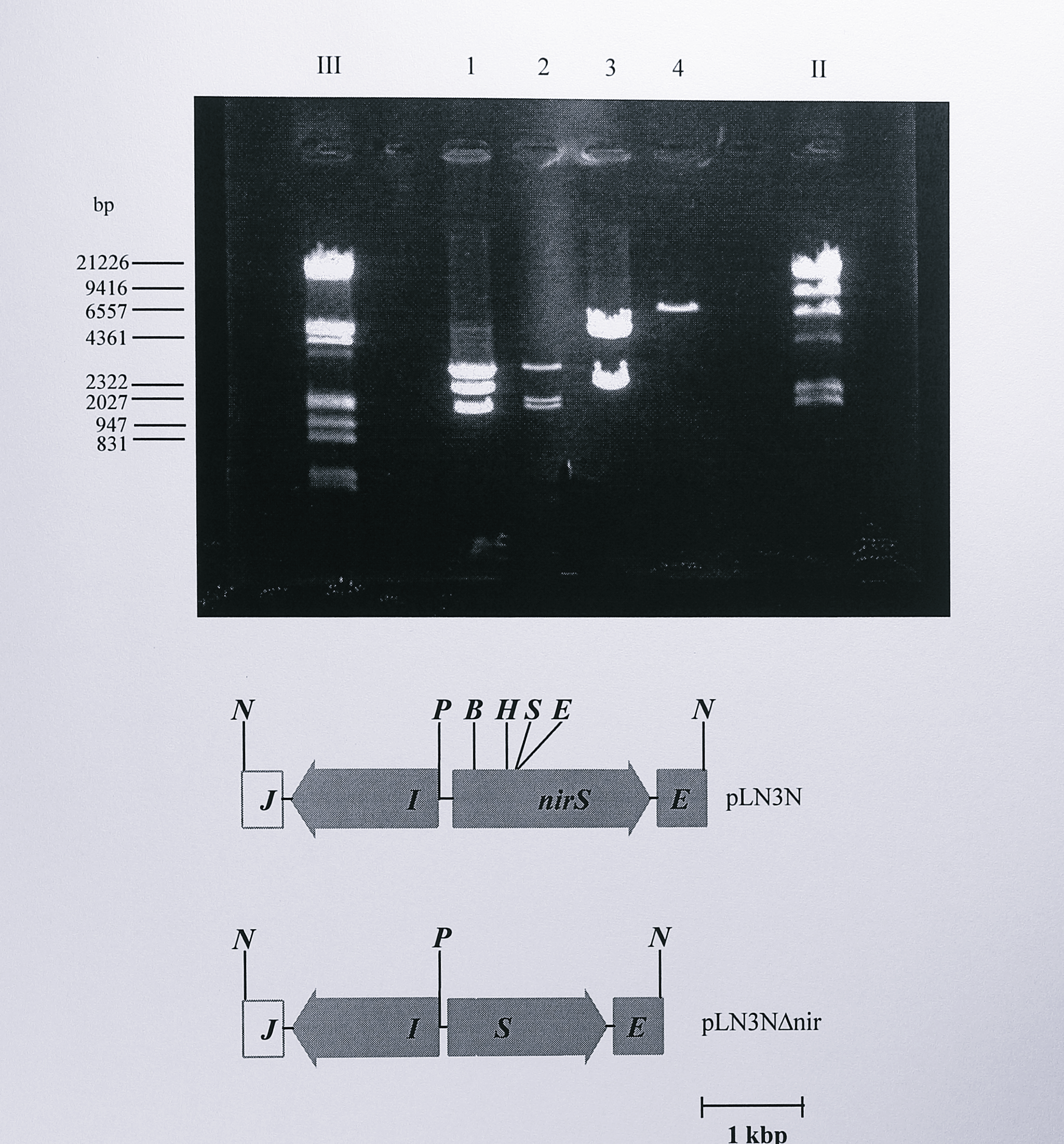 Restriction digest analysis of plasmids pLN3N and pLN3N$\Delta$nir. Following ligation and transformation, plasmid DNA was isolated from the transformed cells and digested using _PstI_ plus _NotI_ (lanes 1 and 2) or _SalI_ (lanes 3 and 4). The digested DNA was separated by electrophoresis on a 0.8% agarose gel. Lanes 1 and 3 contain DNA from pLN3N, lanes 2 and 4 contain DNA from pLN3N$\Delta$nir. In lane 1, three fragments of approximate sizes 3, 2.4 and 1.8 kbp are seen. The two smaller fragments correspond to the _NotI_ insert from pLN3N. In lane 2 the 2.4 kbp fragment has moved to 2 kbp, due to the removal of the 382 bp _BamHI_ - _EcoRI_ fragment. Lane 3 shows two _SalI_ fragments from pLN3N. In lane 4 the internal _SalI_ site in the 382 bp _BamHI_ - _EcoRI_ fragment has been lost, giving a linearised plasmid of approximate size 6.9 kbp. Enzymes: B, _BamHI_, E, _EcoRI_, H, _HindIII_, N, _NotI_, P, I, S, _SalI_. Lanes labelled III and II contain DNA size standards, some of which are indicated at the left of the gel.