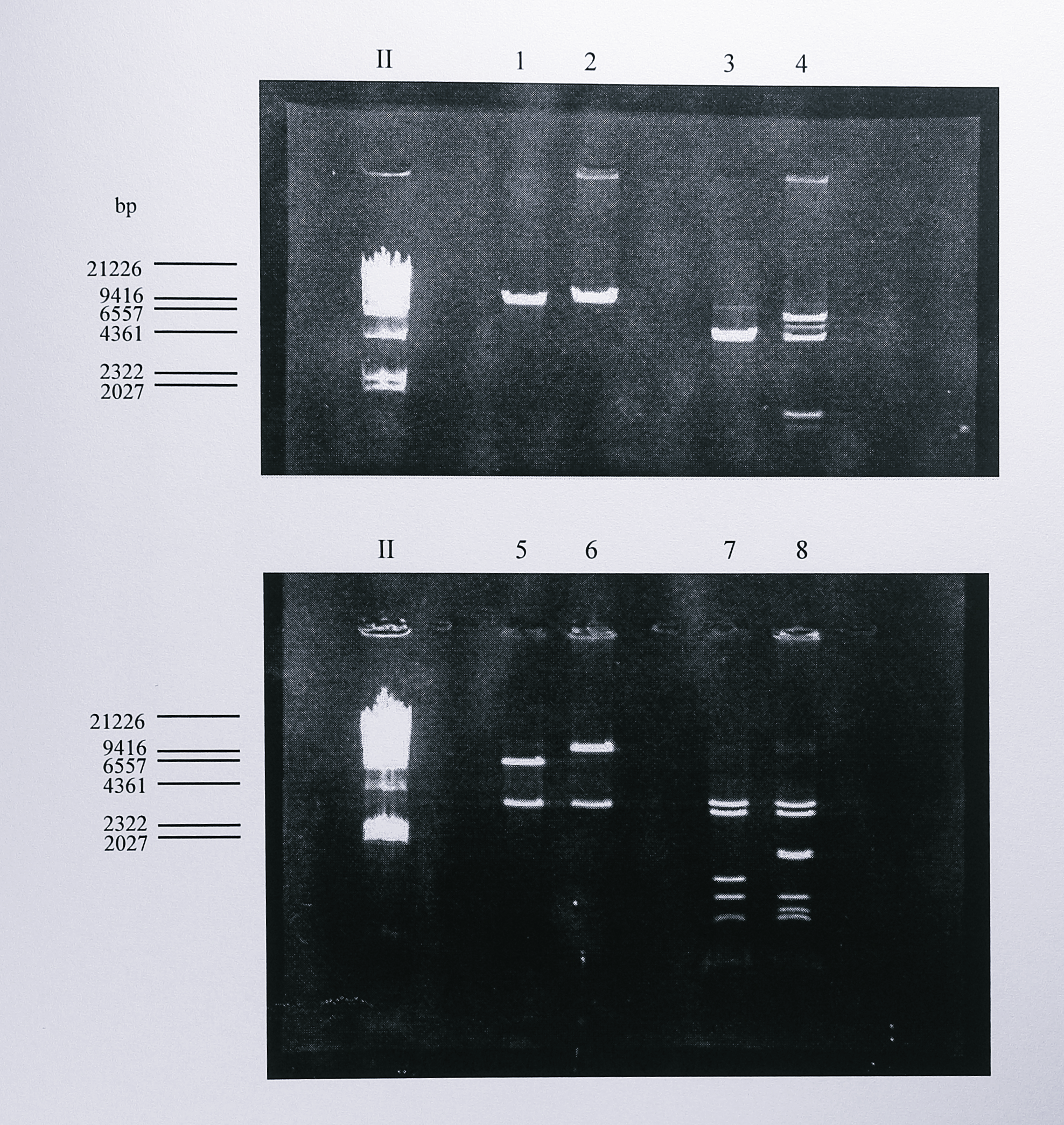 Restriction digest analysis of plasmids pRVS1 and pRVS$\Delta$nir. Following ligation and transformation, plasmid DNA was isolated from transformed _E. coli_ and digested using _EcoRI_ (lanes 1 and 2), _NruI_ (lanes 3 and 4), _SalI_ (lanes 5 and 6) and _StyI_ (lanes 7 and 8). The digested DNA was then separated by electrophoresis on a 0.8% agarose gel. Lanes 1, 3, 5 and 7 contain DNA from plasmid pRVS1, lanes 2, 4, 6 and 8 contain DNA from plasmid pRVS$\Delta$nir. As described in the text, restriction analysis of these plasmids was difficult to interpret due to the lack of a restriction map for pRVS1. However, the digests in lanes 1-2 and 5-6 clearly show that pRVS$\Delta$nir contains an insert of around 3.8 kbp, the expected size of the insert. The digests in lanes 3-4 and 7-8 show extra _NruI_ and _StyI_ sites in pRVS$\Delta$nir which can be related to the known sequence of the _nirS_ gene and to restriction analysis of plasmids containing the _nir_ region (Chapter 4). The lane labelled II contains DNA size standards, the sizes of some of which are indicated at the left of the gel.