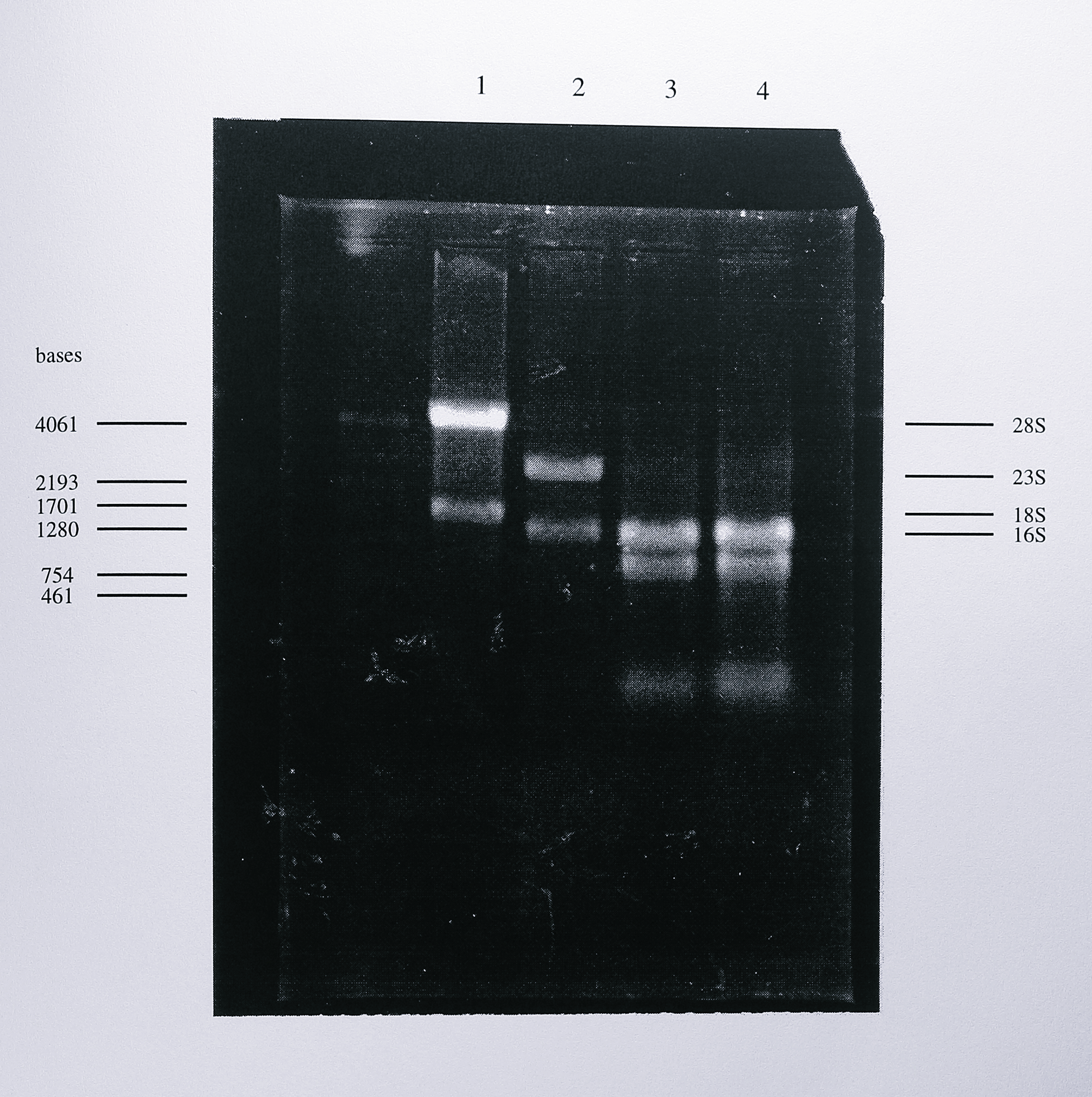 Analysis of total RNA samples from human cells, _E. coli_ and _T. pantotropha_ using denaturing agarose gel electrophoresis. Total RNA samples from human HeLa cells (lane 1, 10 $\mu$g, obtained from Dr. Stuart Wilson, University of Oxford), _E. coli_ (lane 2, 10 $\mu$g) and _T. pantotropha_ (lane 3, 15 $\mu$g from anaerobically grown cells and lane 4, 15 $\mu$g from aerobically grown cells) were denatured by heating in 50% formamide as described by Grierson (1990) [@griersen_notitle_1991] and electrophoresed in a 1% agarose-formaldehyde gel. The samples were stained by adding ethidium bromide at 0.033 $\mu$g/$\mu$l to the sample loading buffer. The sizes of RNA size standards (not visible on the photograph) are indicated at the left of the gel. Ribosomal RNA sizes (28S = 4718 bases, 23S = 2904 bases, 18S = 1874 bases, 16S = 1541 bases) are shown at the right of the gel.