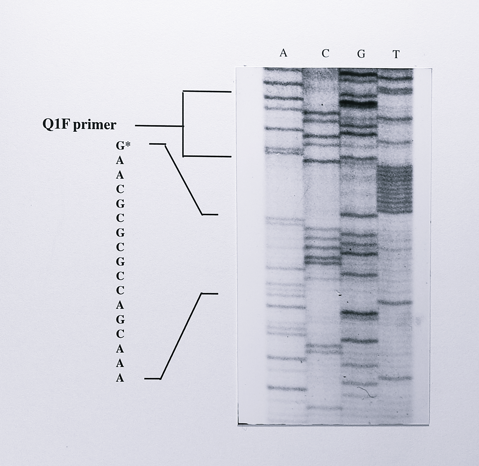 Sequence of the cloned PCR product synthesised from _nirS_ mRNA by 5'-RACE. The PCR product generated using the primers Q1F and 228R (see text for details) was cloned into the vector pGEM-T (Figure 7.9) and sequenced using the M13F universal primer. The Q1F primer can be read from the sequence and is followed by 11 T residues, representing the poly-A tail that was added to the cDNA following its synthesis from the _nirS_ mRNA. The residue immediately following the poly-T sequence is a G residue (asterisked). This residue indicates the 5'-end of the mRNA and is the same residue as that identified by primer extension.