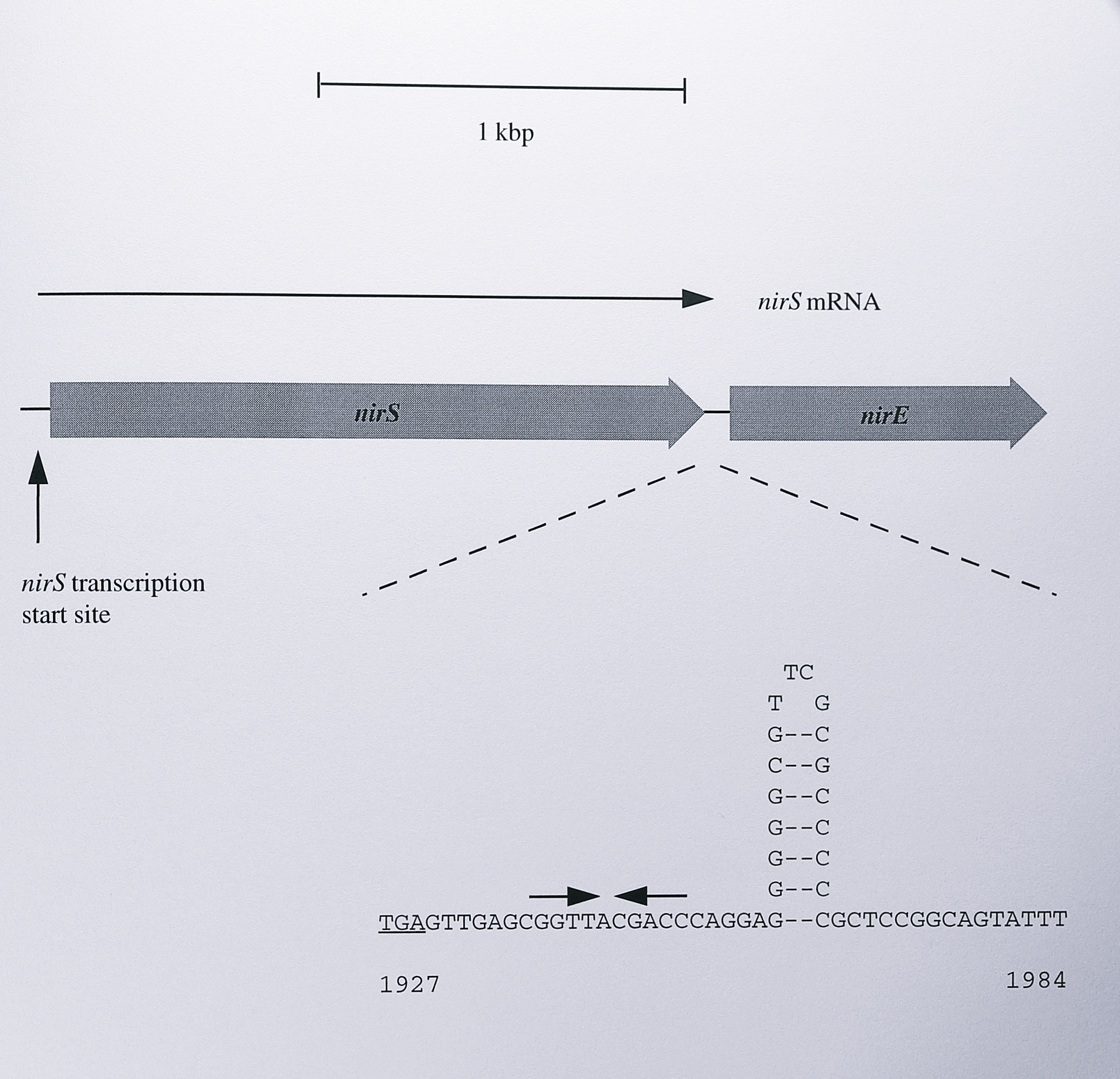 Model for transcriptional termination of the _T. pantotropha nirS_ gene. The length of the _nirS_ mRNA is estimated at 1.85 kb by Northern blotting (Figure 7.2). Alignment of the mRNA with the _nirS_ and _nirE_ genes places the end of the mRNA between the two genes, just before a strong inverted repeat. The TGA stop codon of the _nirS_ gene is underlined. The repeat could form a stem-loop structure as shown in the diagram and is followed by a relatively AT-rich region. This feature strongly resembles _rho_-dependent terminators in other genes. A second inverted repeat of unknown function before the putative terminator is indicated by inward-facing arrows. The intergenic sequence is numbered according to the sequence presented in Chapter 3.