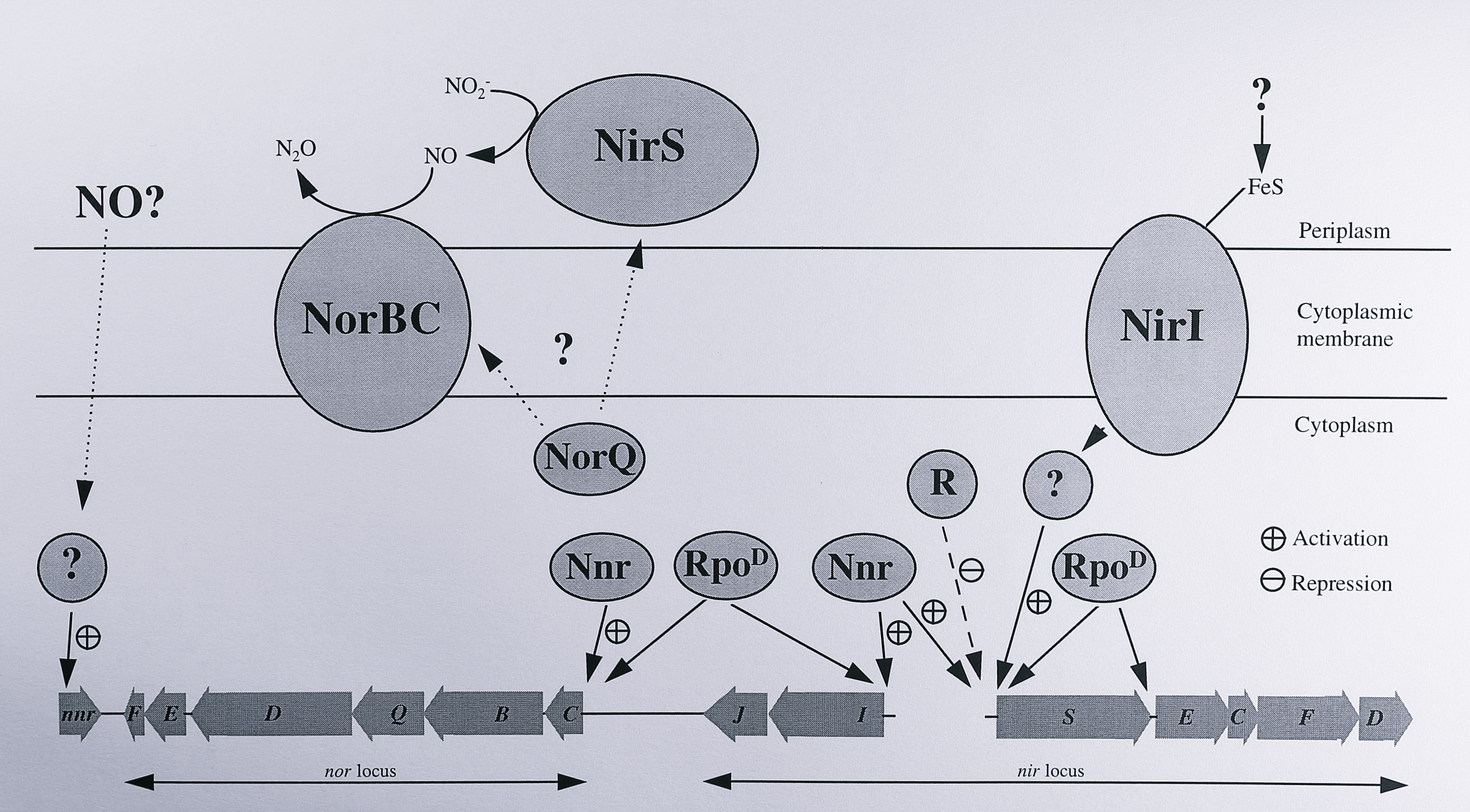 Putative factors influencing the transcription of nitrite and nitric oxide reductases in _T. pantotropha_. In this diagram the Nnr protein is assumed to be a transcriptional activator for the _nirS_, _nirI_ and _norCB_ genes. The factor(s) that activate transcription of the _nnr_ gene are unknown. NirI also activates transcription of the _nirS_ gene, possibly through an as-yet unidentified cytoplasmic protein. RpoD represents an alternative sigma factor involved in transcription of the denitrification genes; it may not be the same protein in all cases. The circle labelled 'R' indicates an as-yet unidentified repressor protein that binds upstream of the _nirS_ gene. The NorQ protein is thought to modulate the activities of the nitrite and nitric oxide reductases; its mode of action is not known. More details are given in the text.