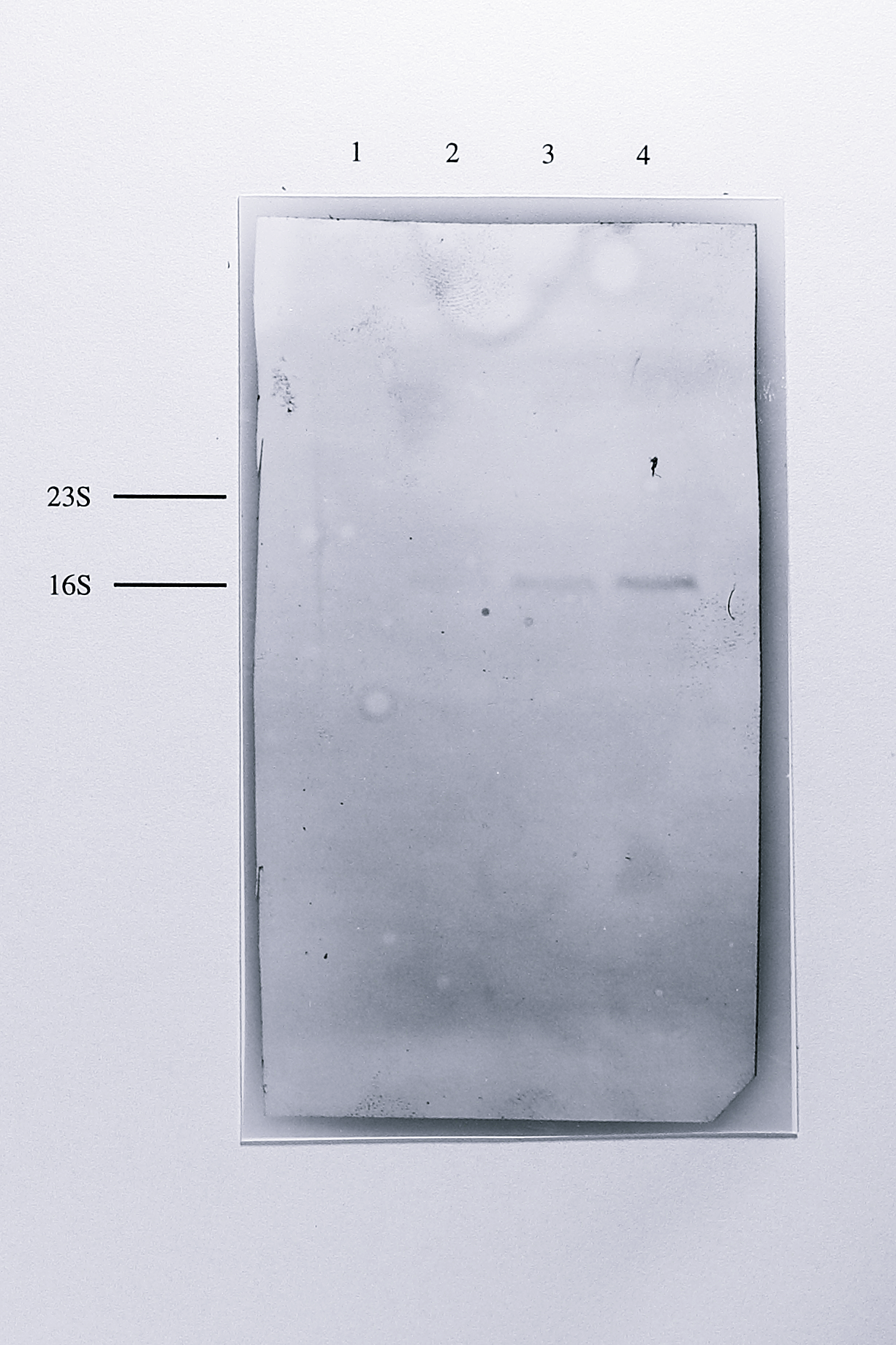 Northern blot of total RNA from anaerobically grown _T. pantotropha_ using a _nirS_-derived probe. 10 $\mu$g of RNA from _E. coli_ (lane 1) and 5, 10 and 20 $\mu$g of RNA from anaerobically grown _T. pantotropha_ (lanes 2-4) were separated by electrophoresis on a 1% agarose-formaldehyde gel transferred to a positive nylon membrane and hybridised with a probe to the _nirS_ gene, labelled with digoxigenin alkaline-phosphatase conjugate. After washing, the hybridised probe was detected colorimetrically. A single band with a mobility of approximately 1.85 kb was detected in the lanes containing RNA from _T. pantotropha_. The relative positions of the 23S (2904 bases) and 16S (1542 bases) ribosomal RNA species are shown at the left of the blot.