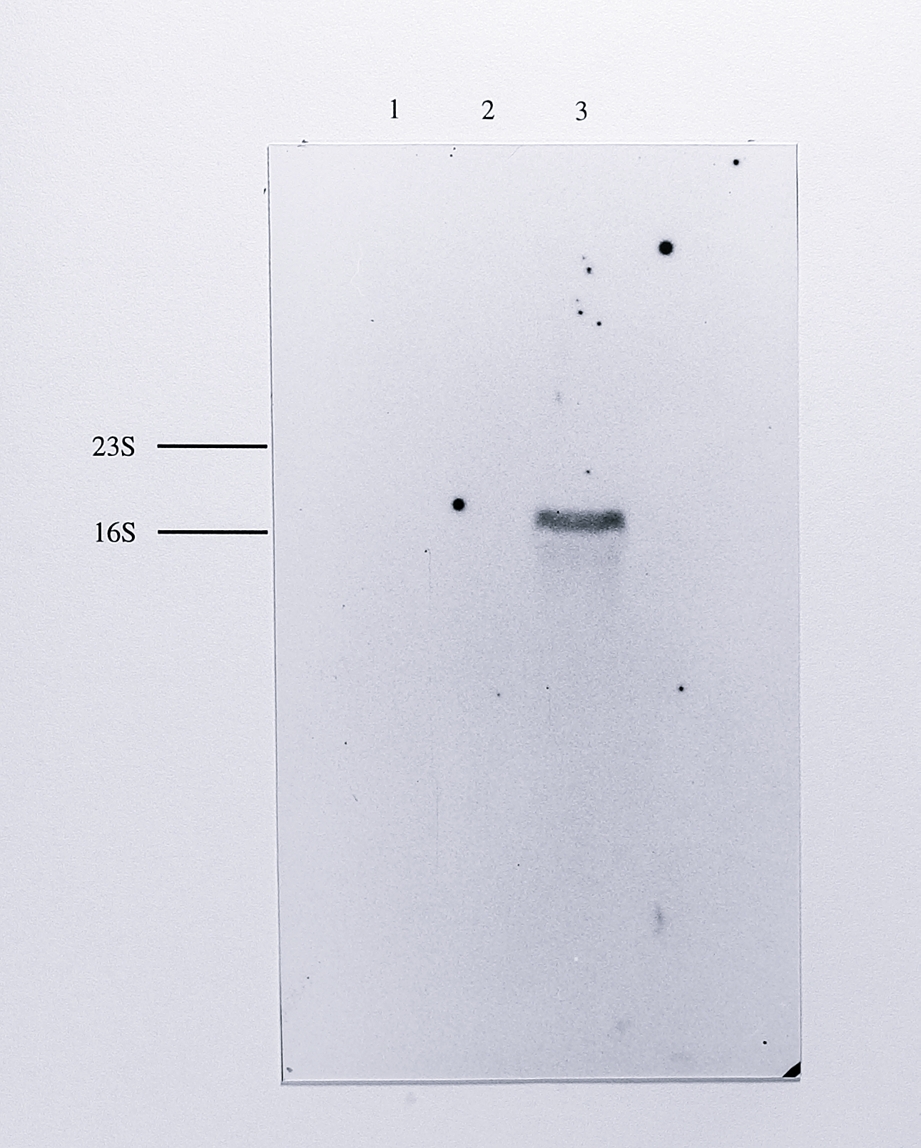 Northern blot of total RNA from anaerobically grown _T. pantotropha_, using a _nirS_-derived probe together with chemiluminescent detection. 10 $\mu$g of RNA from _T. pantotropha_ grown anaerobically (lane 3) and aerobically (lane 2) and 10 $\mu$g of RNA from _E. coli_ (lane 1) were separated by electrophoresis on a 1% agarose-formaldehyde gel, transferred to positive nylon and hybridised to a probe for the _nirS_ gene as in Figure 7.2. The hybridised probe was detected using the chemiluminescent alkaline phosphatase substrate CSPD and the blot was exposed to X-ray film for 1 hour. A single band of approximate mobility 1.85 kb was detected in the lane containing RNA from anaerobically grown _T. pantotropha_. The very high stringency of the chemiluminescent detection protocol meant that no background was visible on the developed film; the outline of the original blot is the frame of the photograph. The relative positions of the 23S (2904 bases) and 16S (1541 bases) ribosomal RNAs species are shown at the left of the blot.