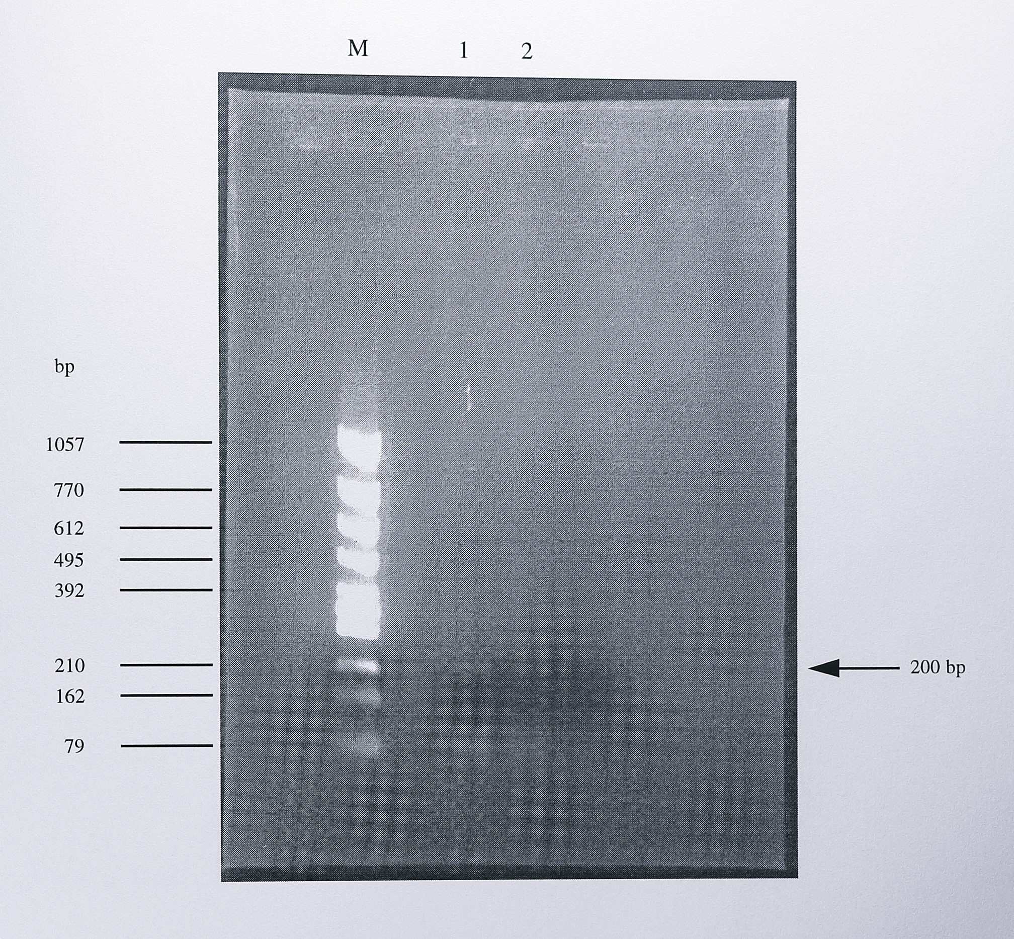 Analysis using agarose gel electrophoresis of the PCR product generated from _nirS_ mRNA by 5'-RACE. Following cDNA synthesis using the primer 284R (Figure 7.4) and the addition of a poly-A tail to the cDNA product, three PCR reactions were performed using the primer pairs QTF + 284R, QOF + 242R and Q1F + 228R (see Figure 7.7). 10 $\mu$l of the final PCR reaction were separated by electrophoresis on a 1.2% agarose gel. Lanes 1 and 2 show a single PCR product of approximately 200 bp in length. To optimise the PCR reaction different conditions were used in the last PCR reaction; lane 1 used a high-salt buffer and lane 2 used low-salt buffer. The lane labelled M contains DNA size standards, the sizes of some of which are indicated at the left of the gel.